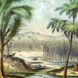 Los hongos acabaron con el carbón... hace 300 millones de años