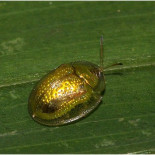 El fascinante escarabajo camaleónico "Tortuga de Oro"