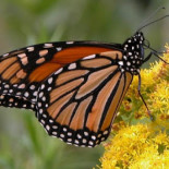Los problemas de la suelta de mariposas en las bodas