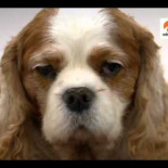 Los perros de pedigree al descubierto