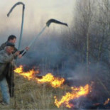 Los bosques radiactivos de Chernobyl, una bomba dormida