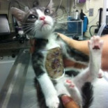 Supergatito salvado por los veterinarios [Eng]