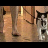 Sólo para gatos: cómo pasear a tu mascota humana