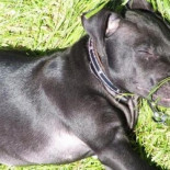 Lennox, condenado a muerte sólo por parecerse a un «pitbull»