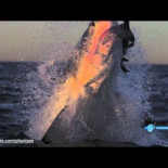 Tiburones blancos atacando a cámara lenta