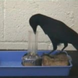 Los cuervos resuelven el problema planteado en una fábula de Esopo