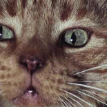 10 cosas que debes saber sobre 'Alien' antes de ver 'Prometheus'