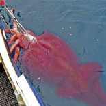 Descubriendo al kraken, el calamar colosal