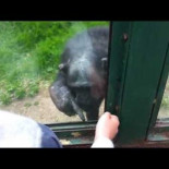 Chimpancé dando instrucciones para que lo ayuden a escapar de su recinto