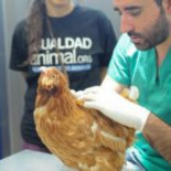 Ayudar a los animales será más caro a partir de septiembre