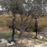 «El que los colgó no tiene alma»