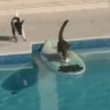 Gato escapa de perro haciendo surf