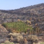 El enigma de los cipreses ignífugos