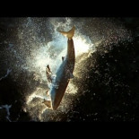 Ataque de un tiburón blanco visto desde arriba