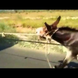 Detenido por arrastrar un burro atado a su camión