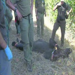 Muere un oso atrapado por un lazo