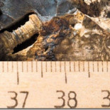 Aquí hay un tornillo de 300 millones de años. ¿A quién se le ha caído?