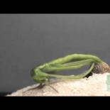 Eclosión de insecto palo