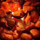 Descubren insectos de 230 millones de años de edad en ámbar italiano