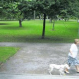 Un pitbull suelto y sin bozal mata a una perra objeto de estudio