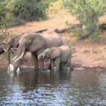 Elefante escapa de cocodrilo