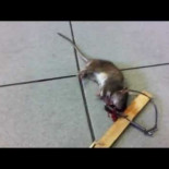 Bomberos del ayuntamiento de Madrid con plaga de ratas