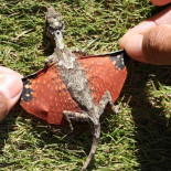 Un minúsculo dragón real fotografiado en Indonesia