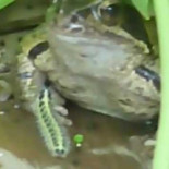 Suicidio de una oruga