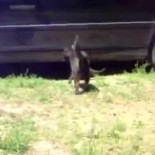 Perros Policía separan a dos gatos en una pelea [ENG]