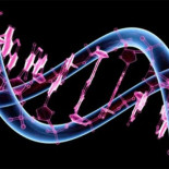 El ADN "basura" resulta ser información útil e importante