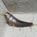 Lepismas, un animal prehistórico aun vivo