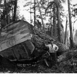 Talando árboles gigantes