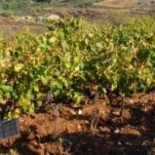 Lamentan en Valladolid que parados españoles no estén dispuestos a vendimiar por 6,5 euros a la hora