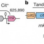 El experimento de “síntesis evolutiva” más largo demuestra cómo funciona la evolución
