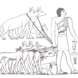 Yo tenía 10 perritos… y les dí homeopatía