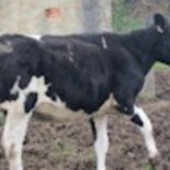 Detectado en Cabrales un foco de la enfermedad de las vacas locas