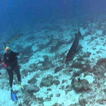 Pez comido vivo por otros peces hasta que llega la barracuda