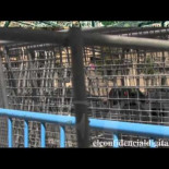 La empalizada que protege el Congreso de los Diputados