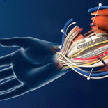 Descubren cómo se reorganiza el cerebro después de un trasplante de manos