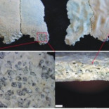 “Comer carne nos hizo humanos”