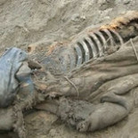 Niño ruso de once años descubre uno de los mamuts mejor conservados en la historia de la paleontología [EN]