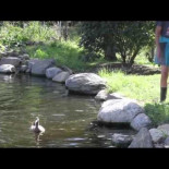 Patos rescatados toman su primer baño