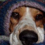 Un perro cuida de su compañera muerta sin que nadie pueda apartarle de ella