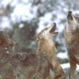 Impiden el paso por caminos públicos de una finca de la Casa de Alba