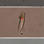 Los científicos confirman el descubrimiento de tejido orgánico de dinosaurio