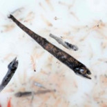 Los peces delatan una fuente continua de radiación en Fukushima