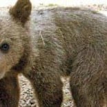 Fallece la osa Jimena en el traslado a su hábitat, en los montes de León