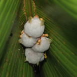 El murciélago blanco  (eng)