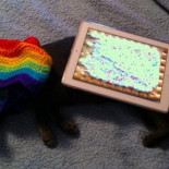Muere Marty, el gato que inspiró al Nyan Cat [eng]