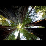 Los árboles son increíbles [ENG]